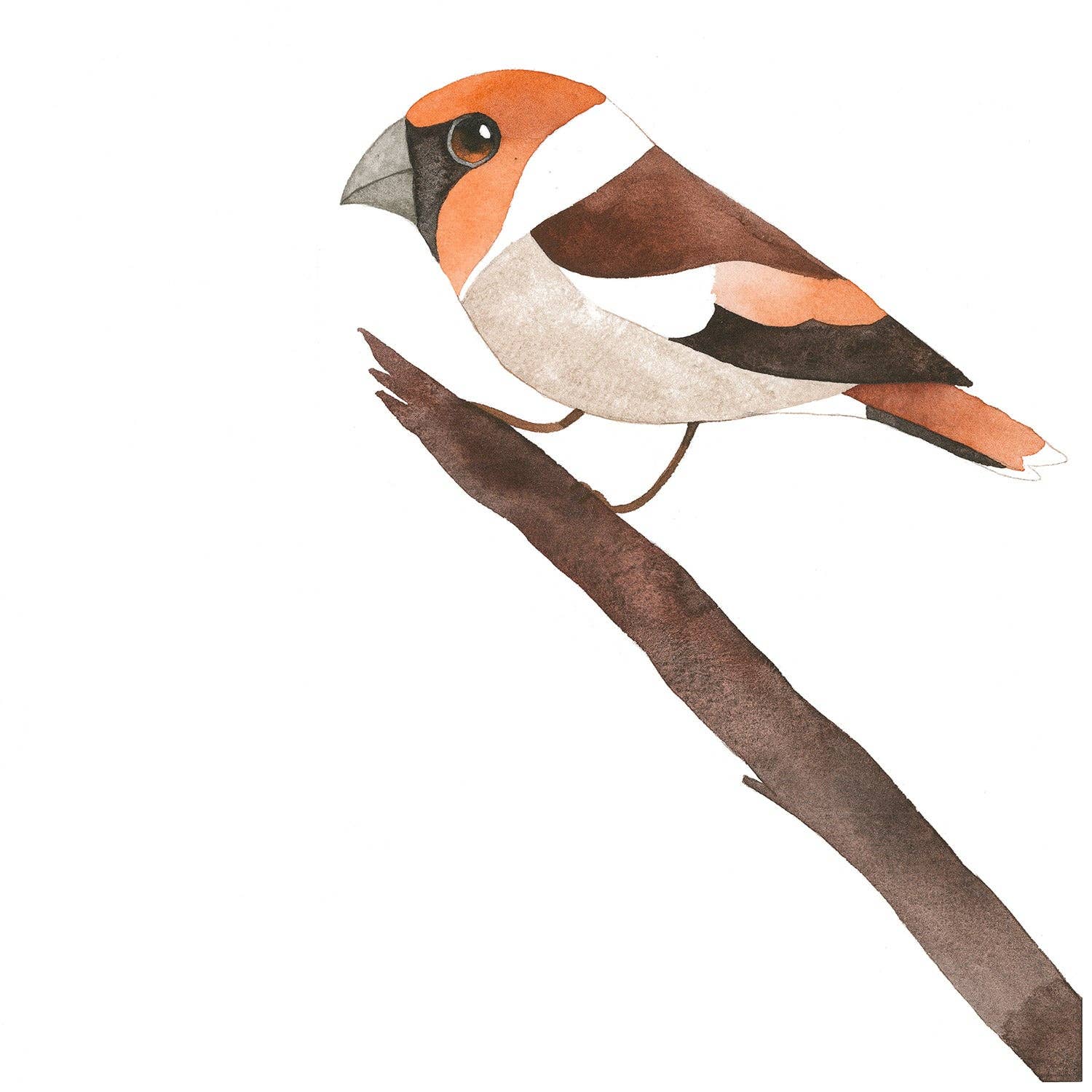 Matt Sewell Hawfinch Bobble Hat