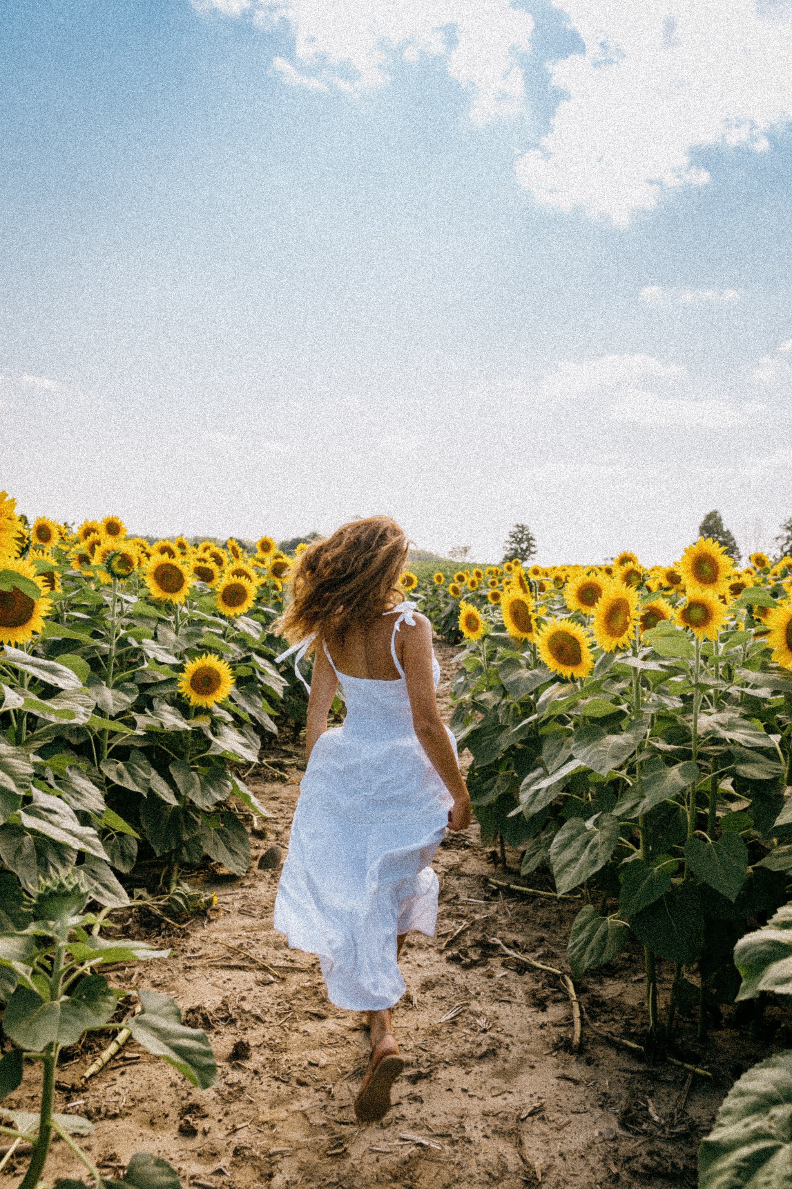 Woman walking in sun flower field in summer